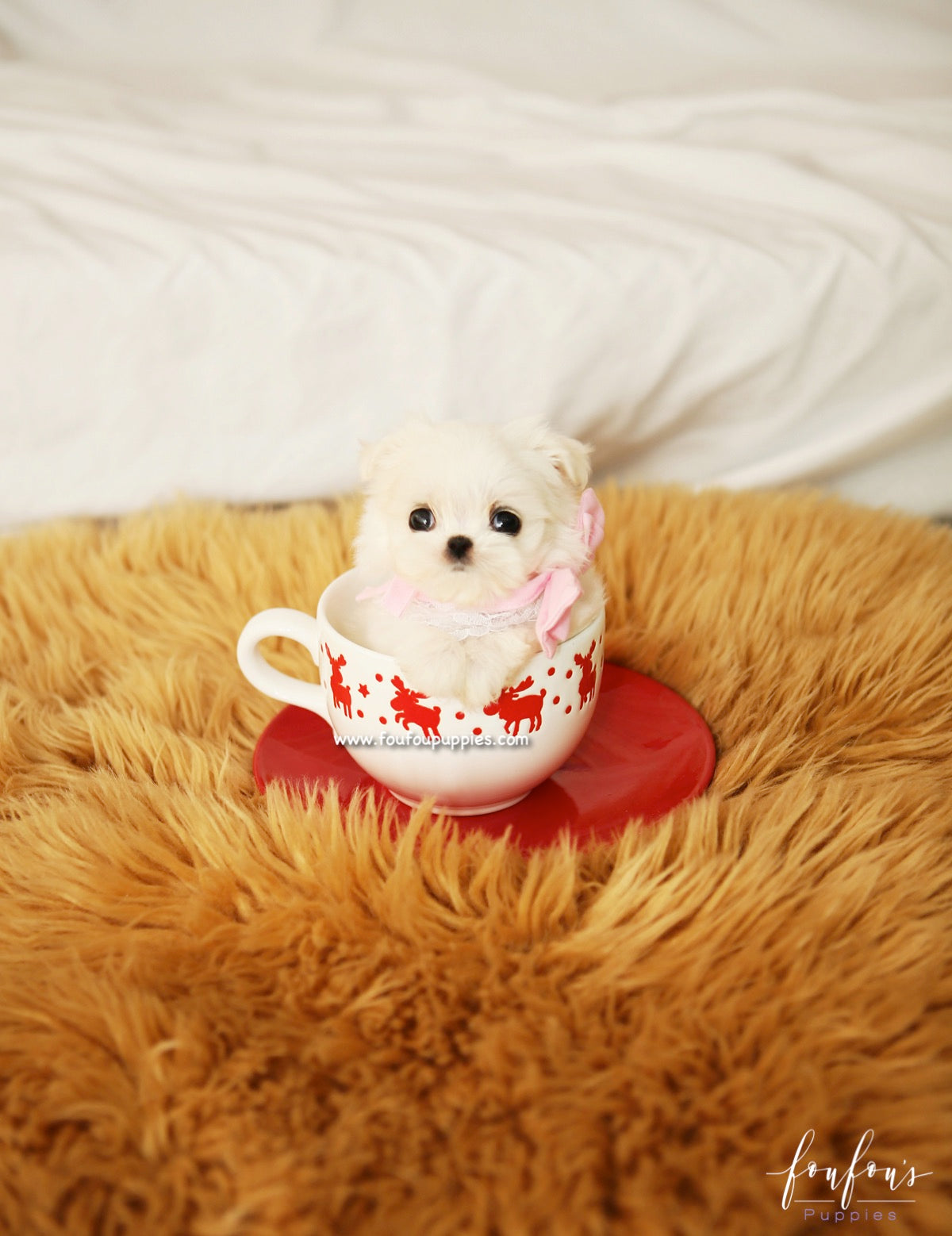 Lizzy - Maltese F.