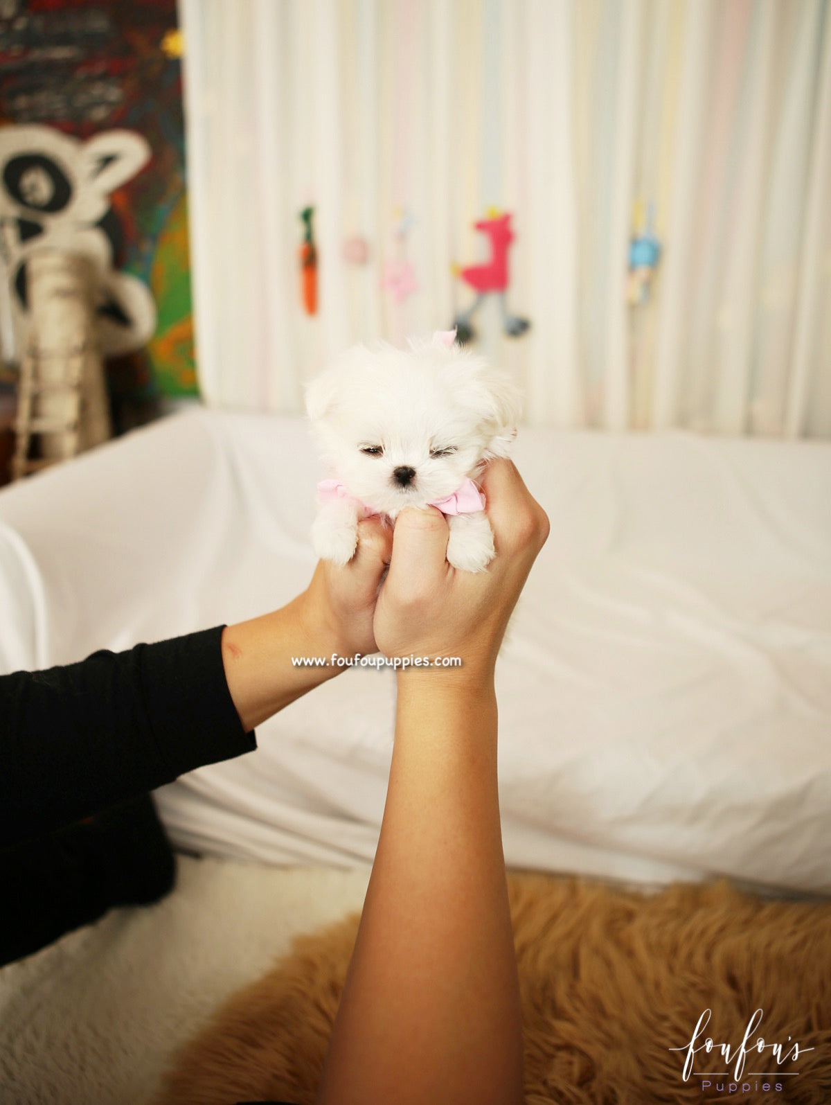 Lizzy - Maltese F.