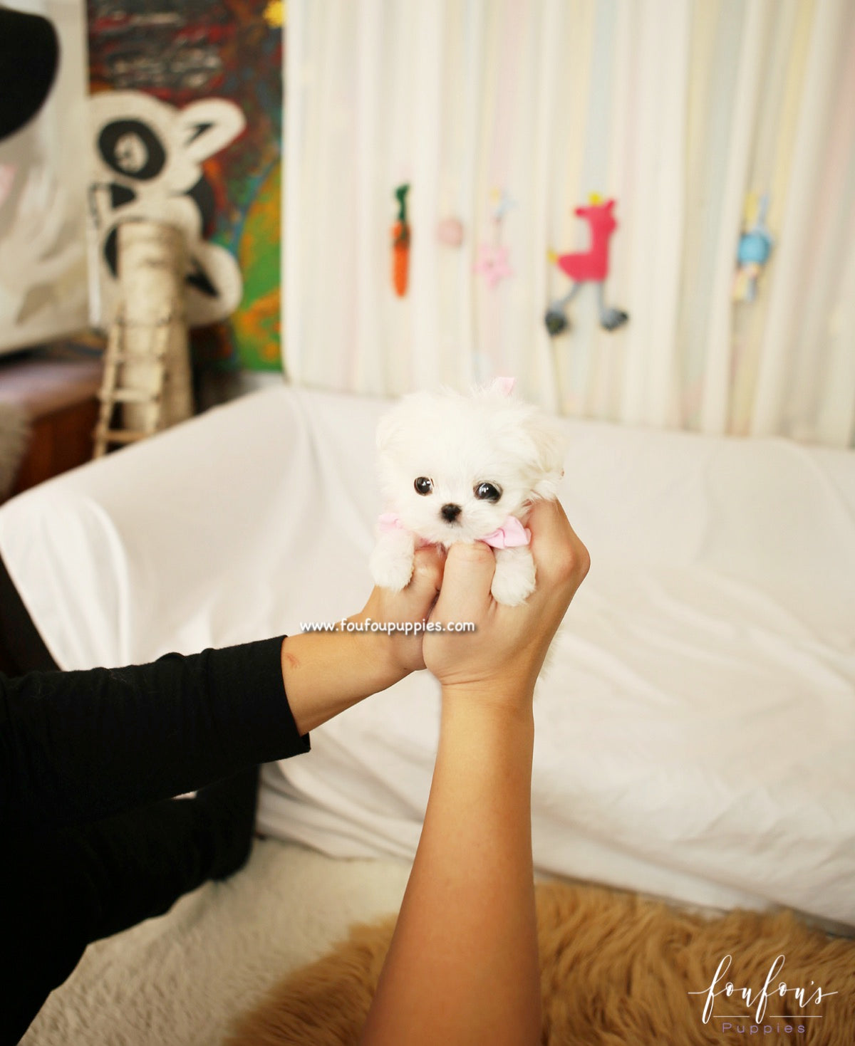 Lizzy - Maltese F.