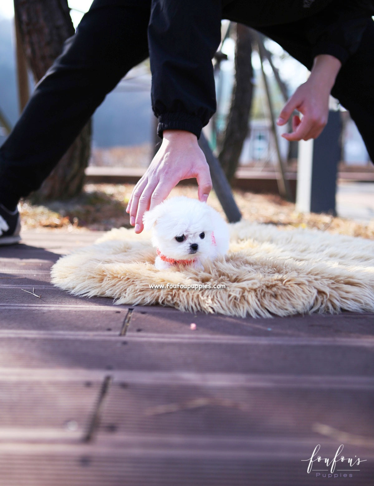 Stella - Maltese F.