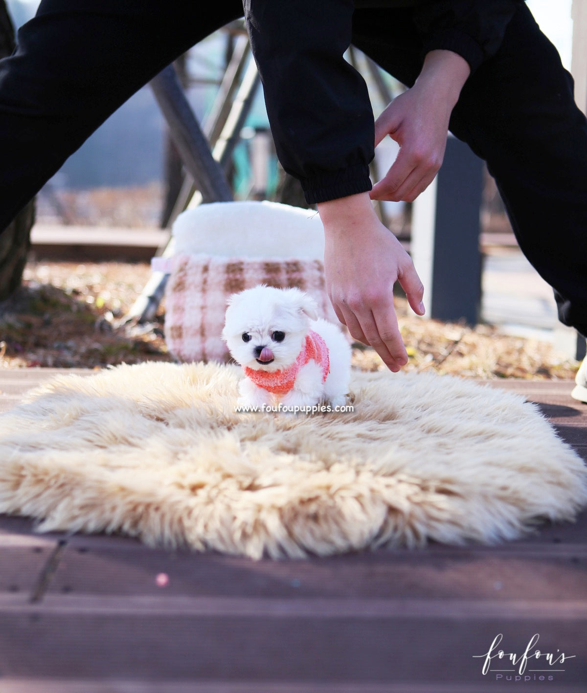 Stella - Maltese F.