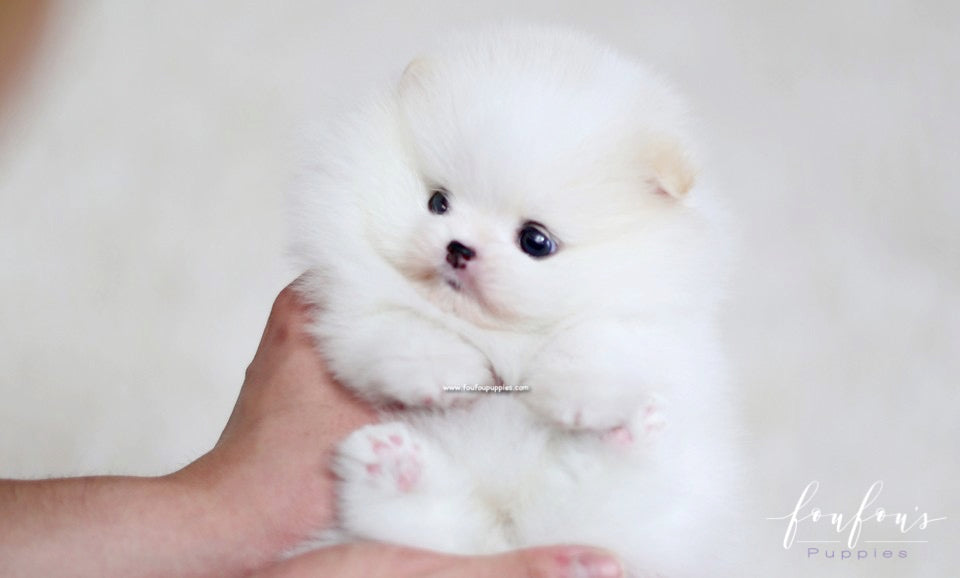 Luna - Pomeranian F.