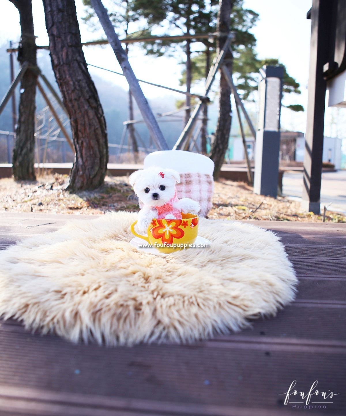 Stella - Maltese F.