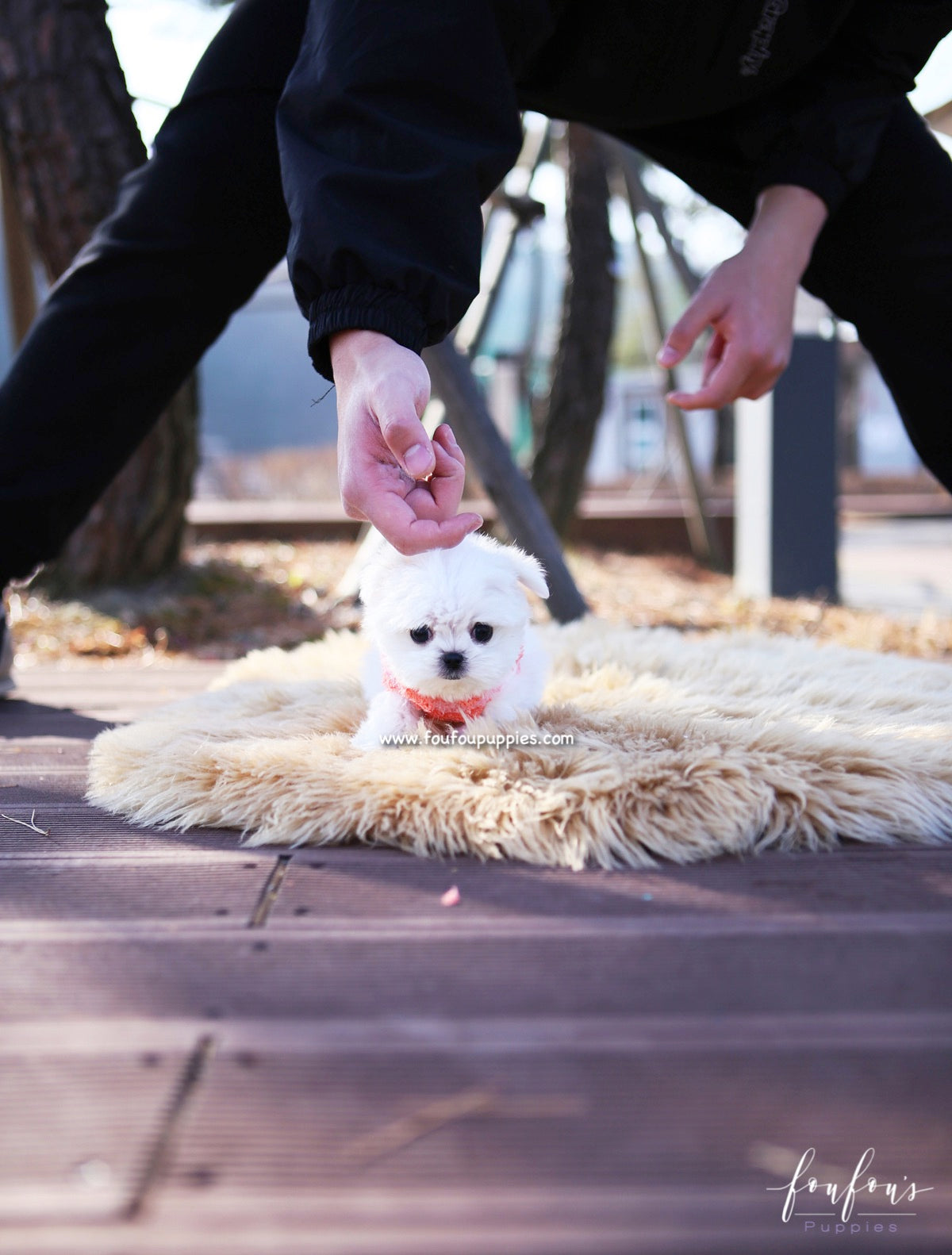 Stella - Maltese F.