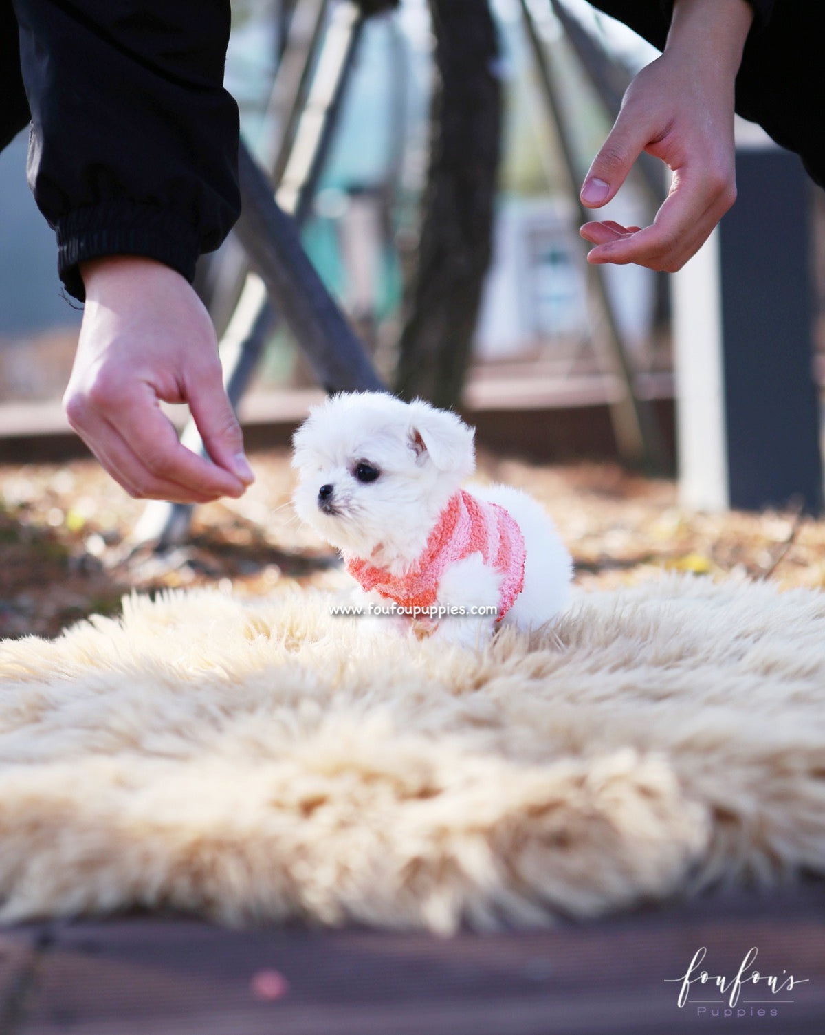 Stella - Maltese F.