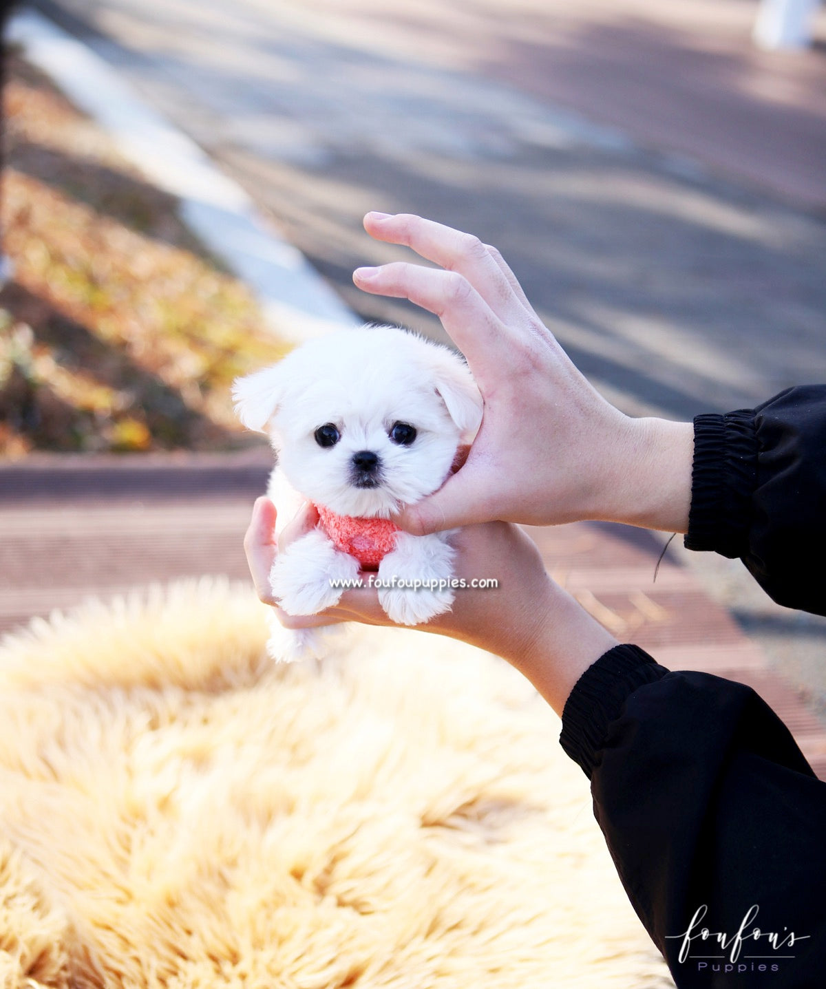 Stella - Maltese F.