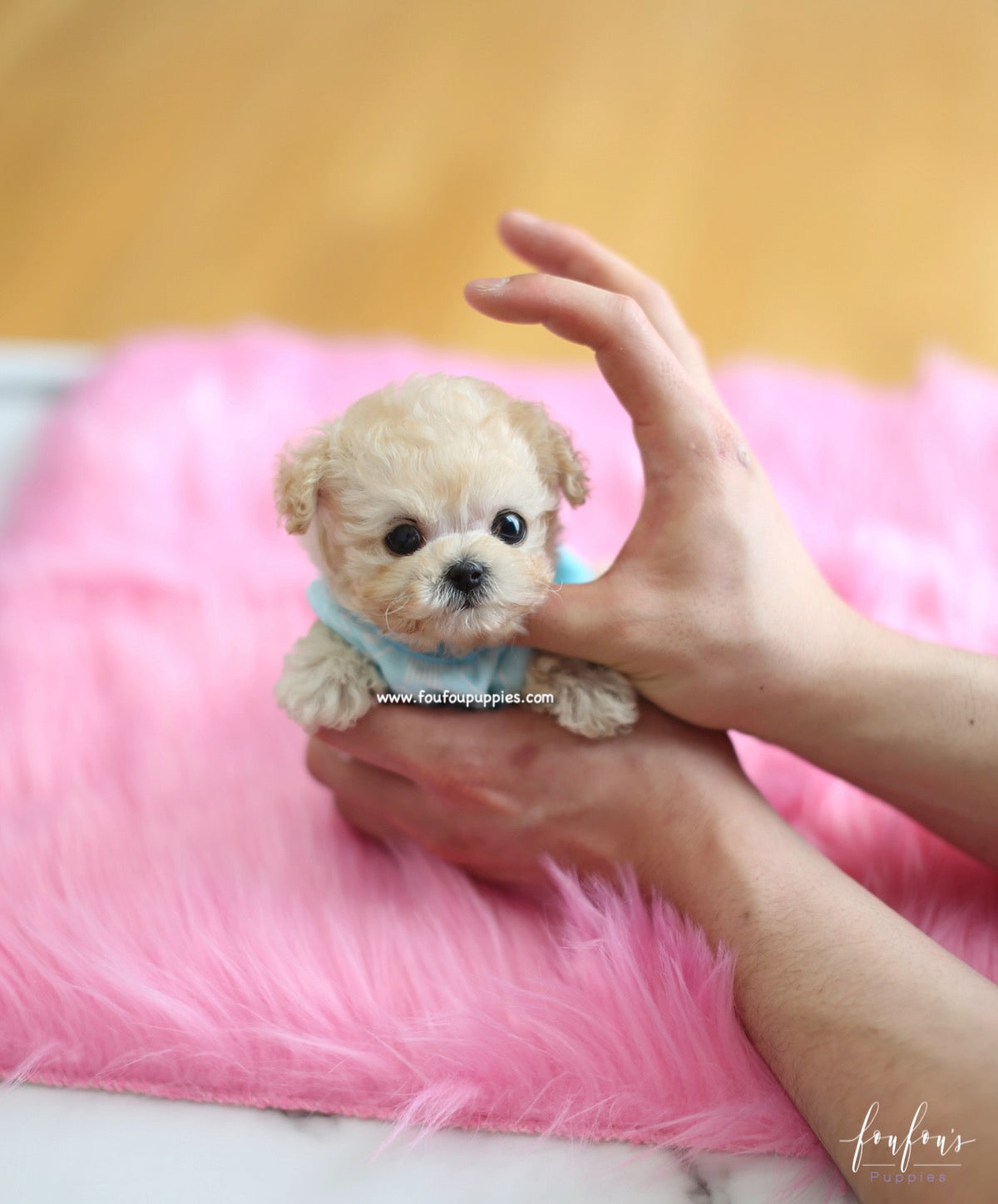 Kalvin - Poodle M.