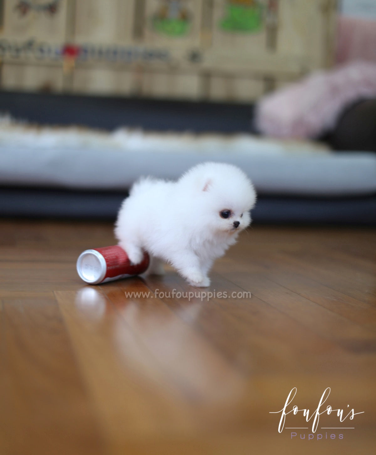 Tank - Pomeranian M.