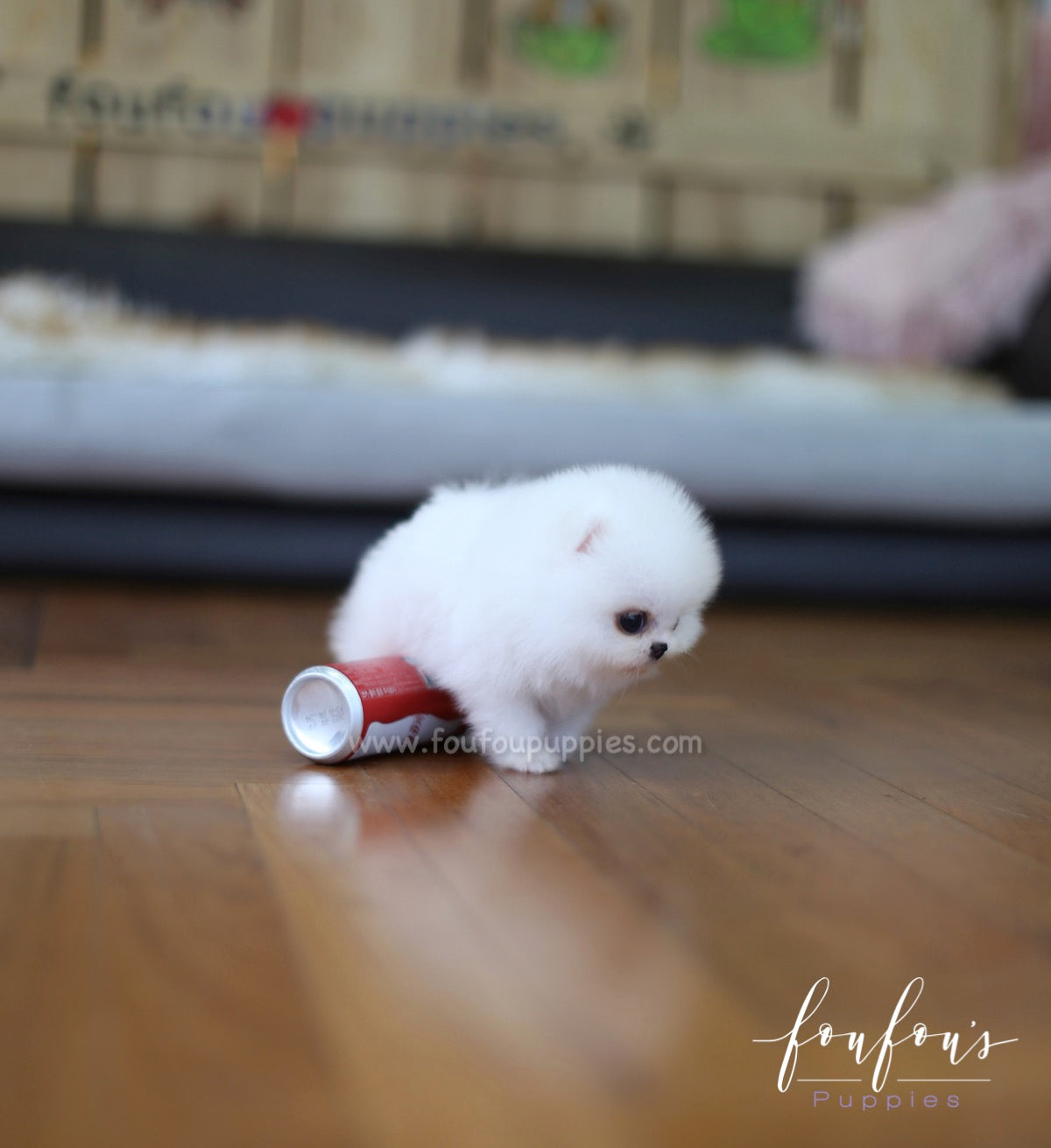Tank - Pomeranian M.