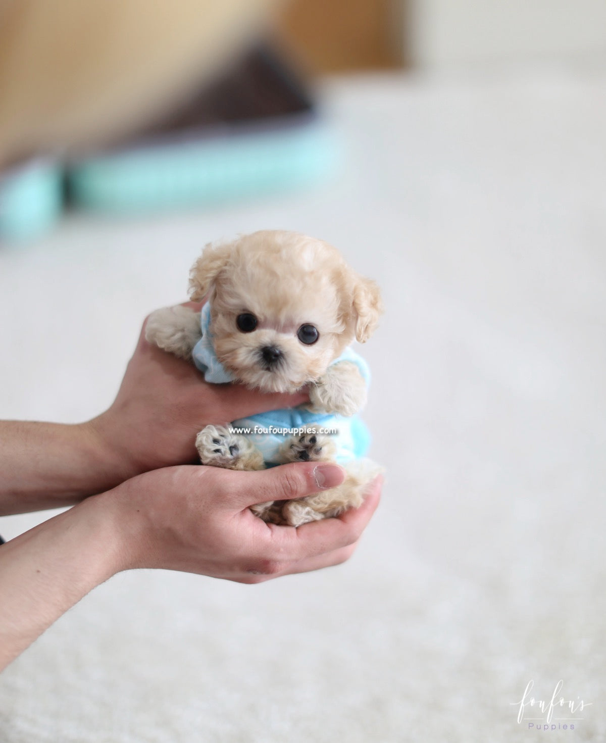 Kalvin - Poodle M.