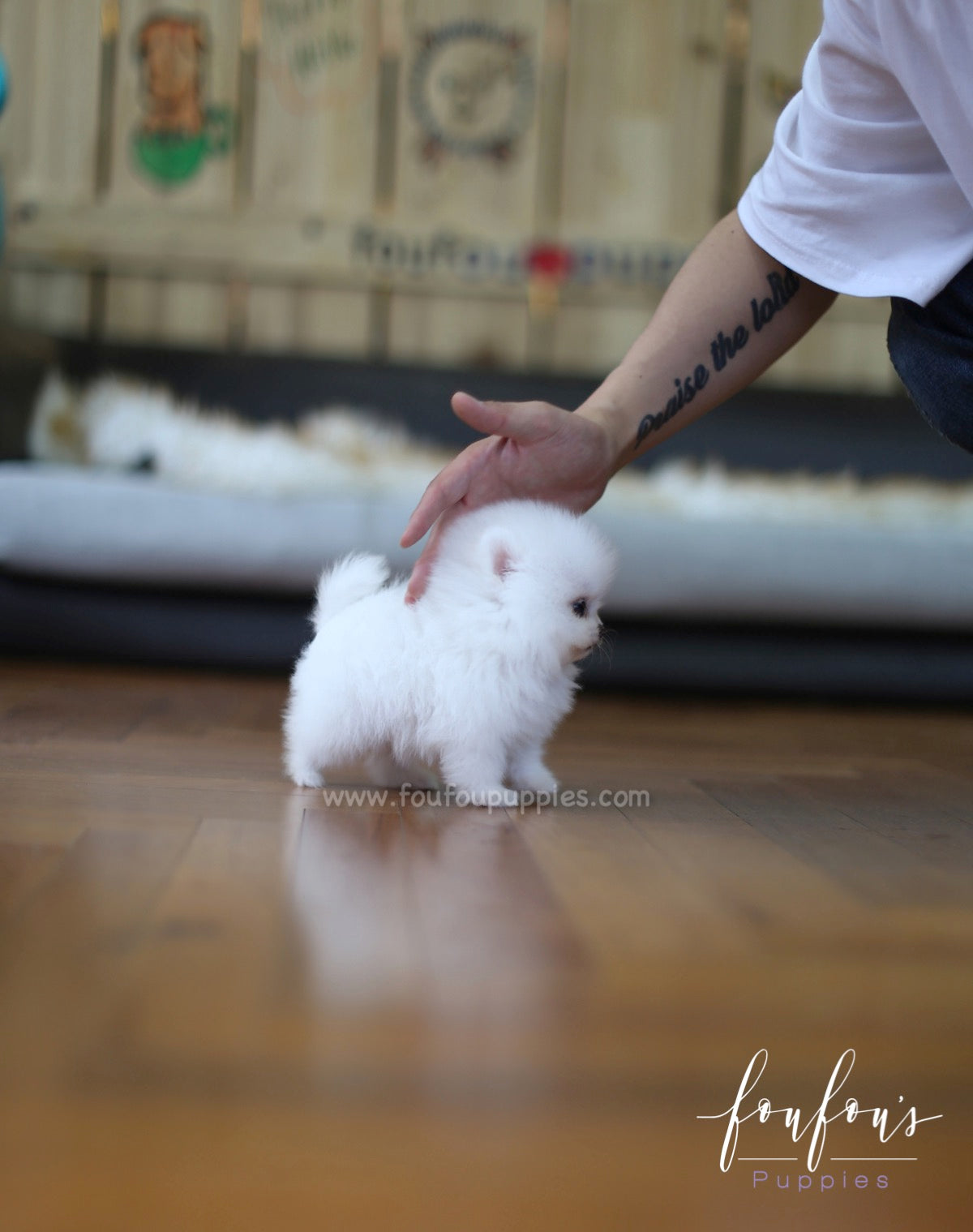 Tank - Pomeranian M.