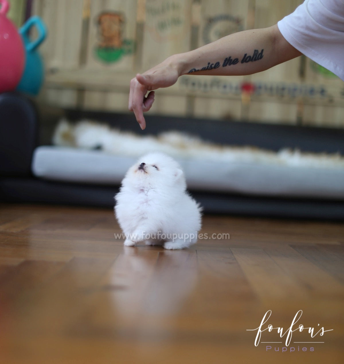 Tank - Pomeranian M.