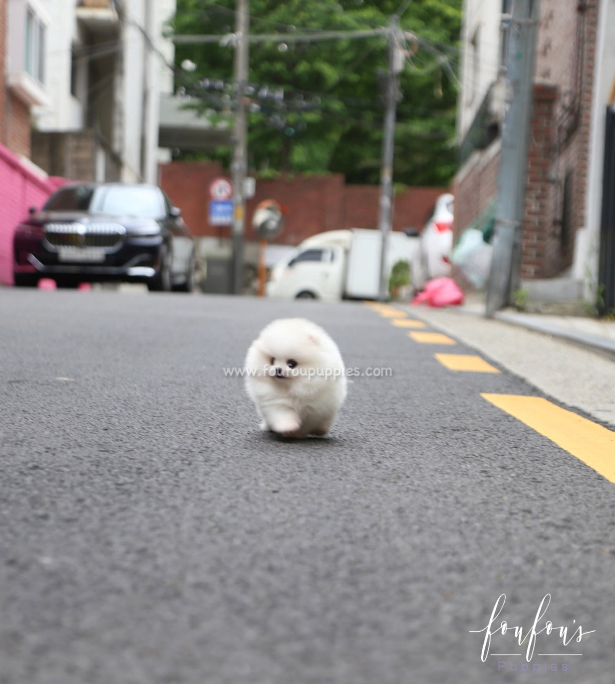 Shine - Pomeranian M.