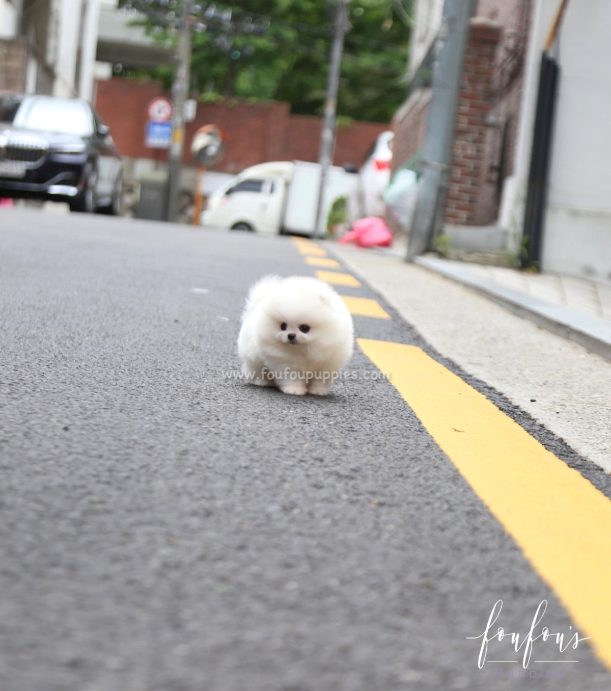 Shine - Pomeranian M.