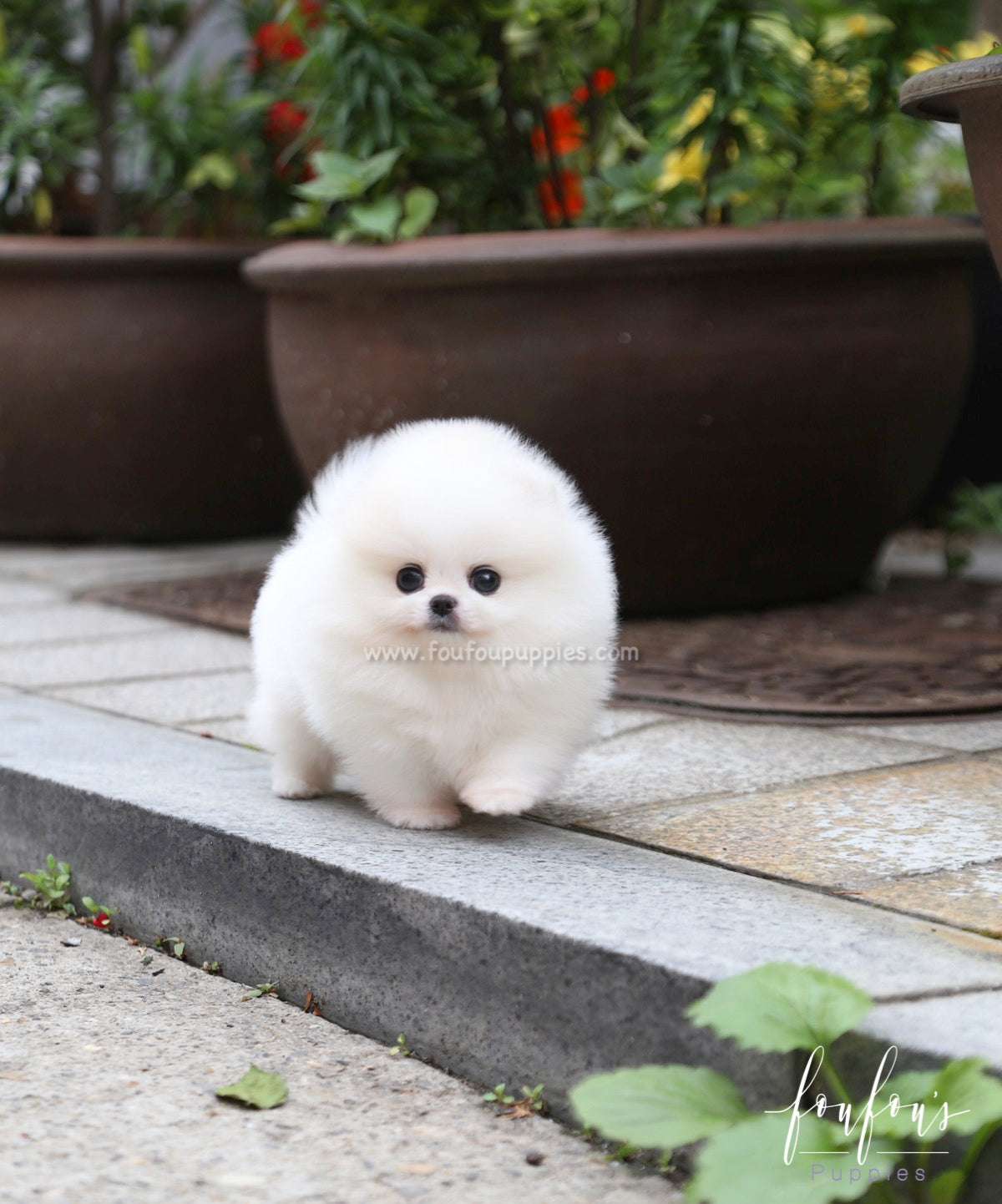 Shine - Pomeranian M.