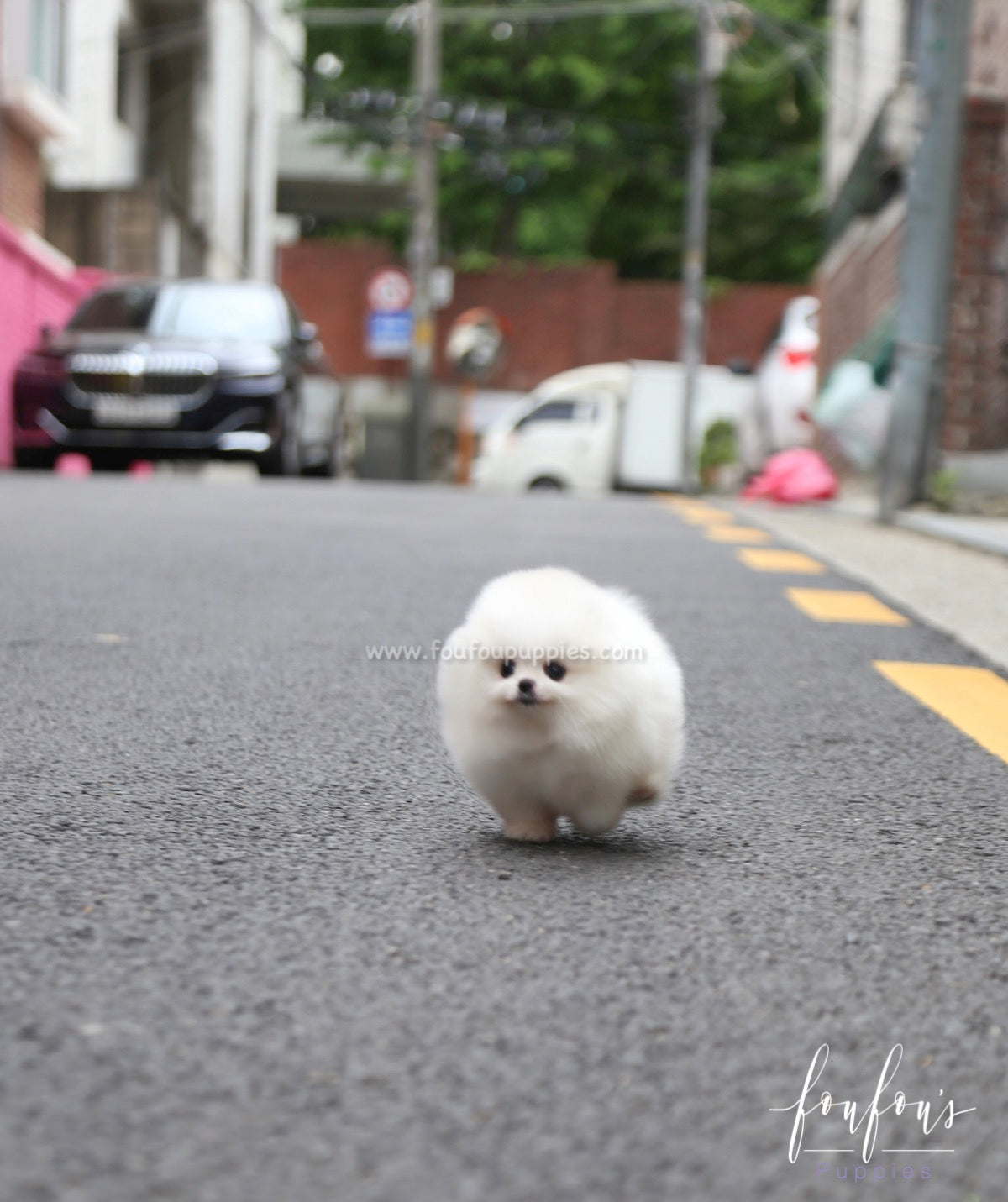 Shine - Pomeranian M.