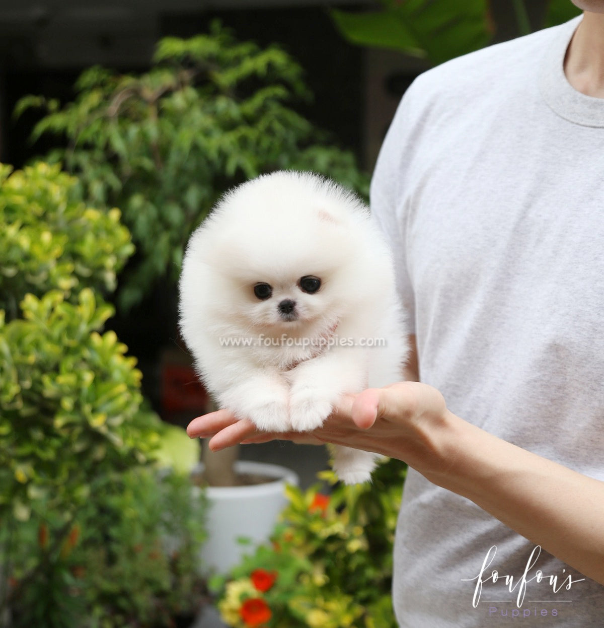 Shine - Pomeranian M.