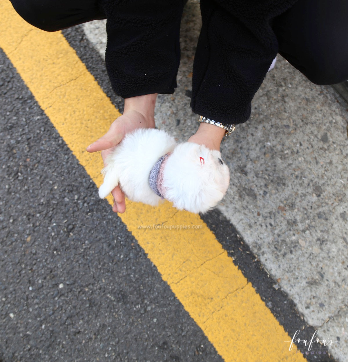 Willow - Maltese F.