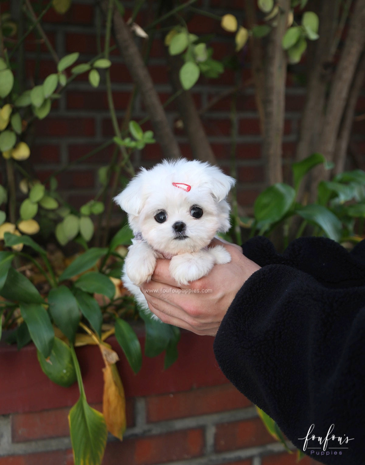 Willow - Maltese F.