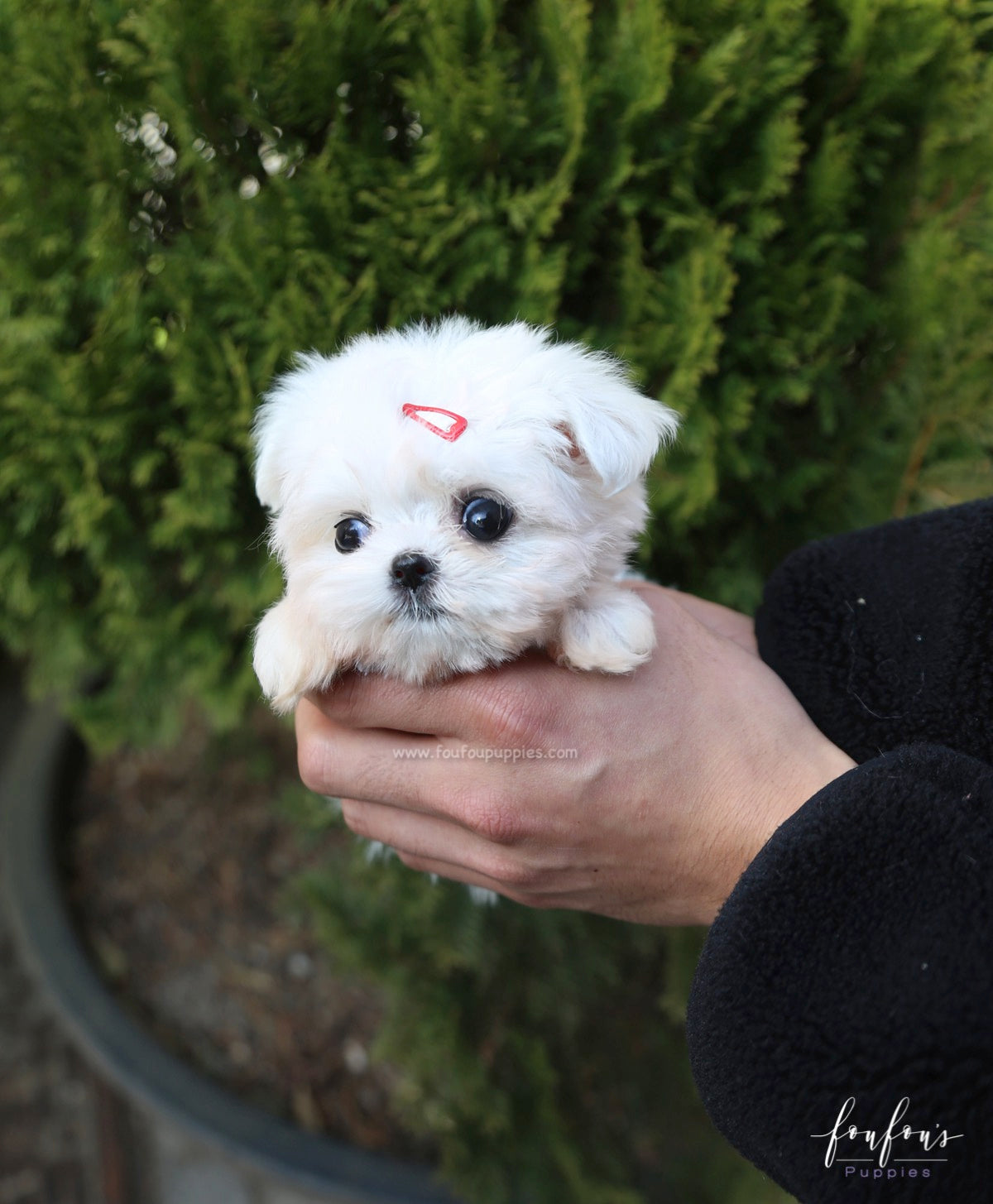 Willow - Maltese F.