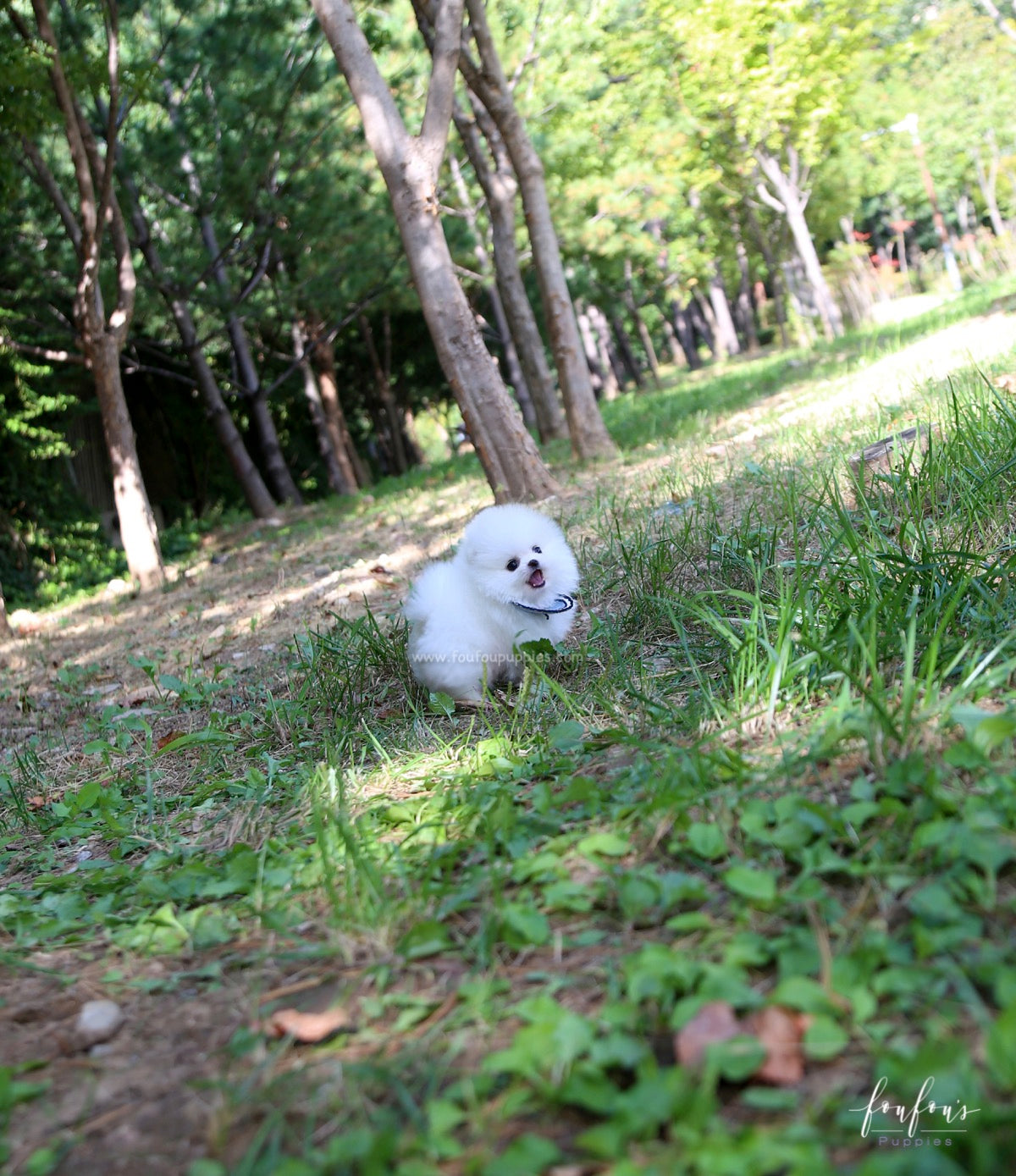 Joy - Pomeranian M.