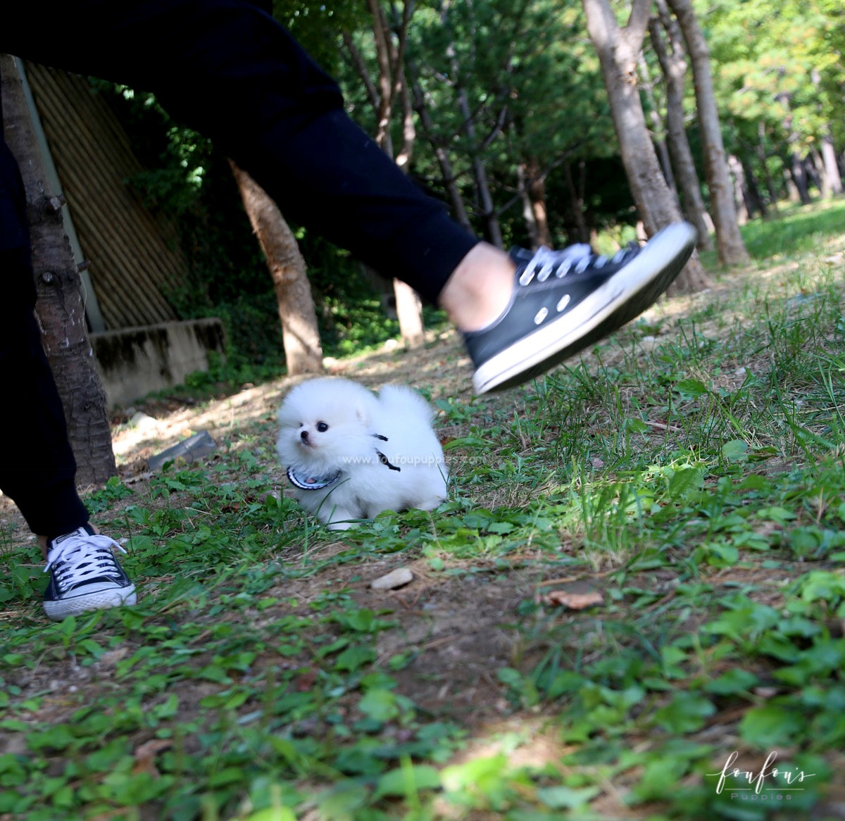 Joy - Pomeranian M.
