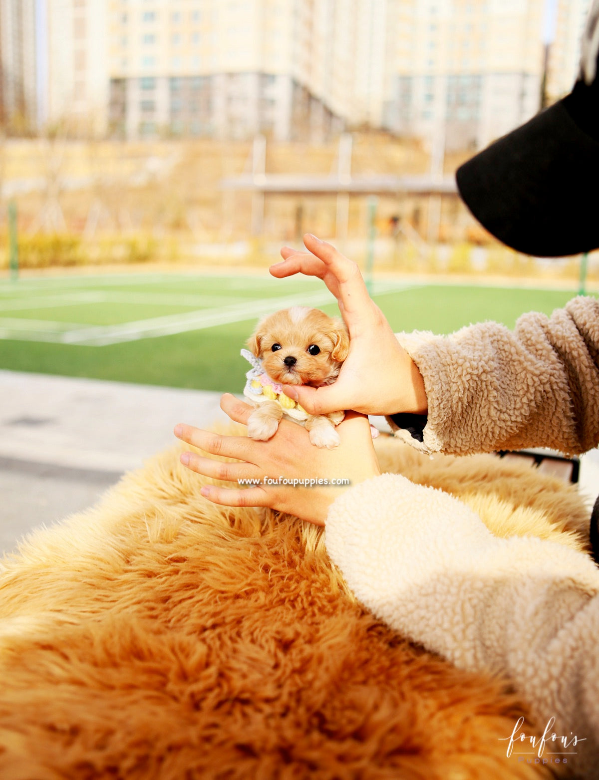 Biggie - Maltipoo M.