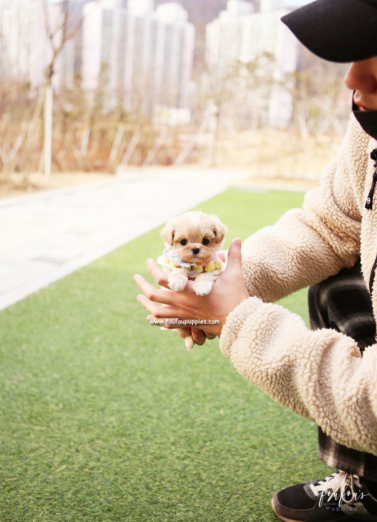 Biggie - Maltipoo M.