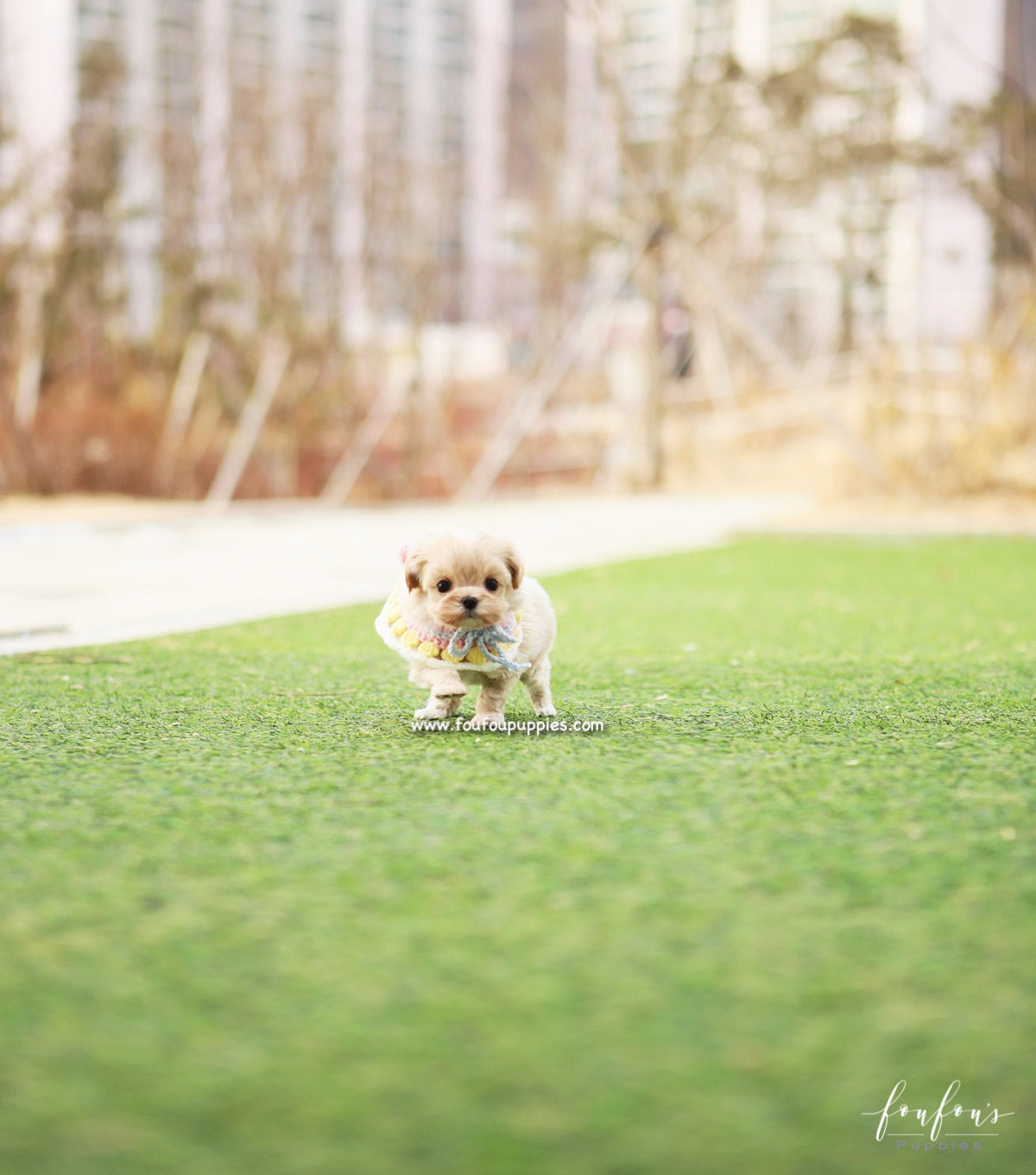 Biggie - Maltipoo M.