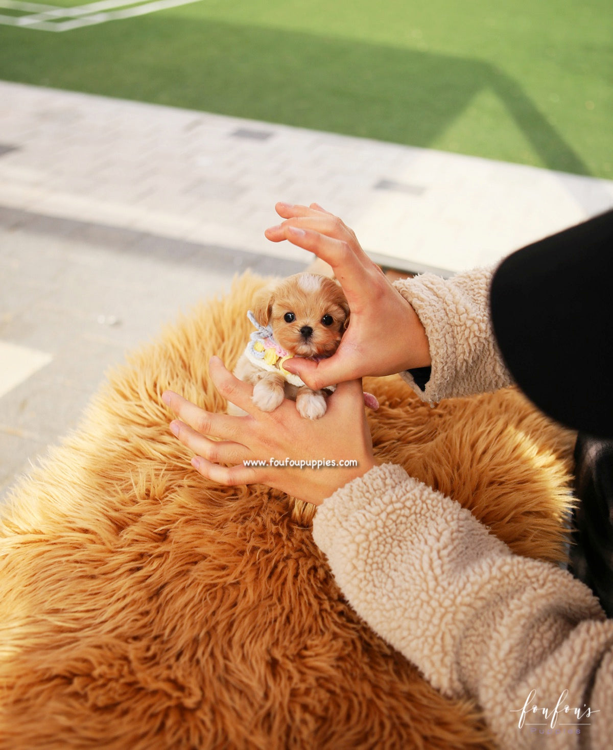 Biggie - Maltipoo M.