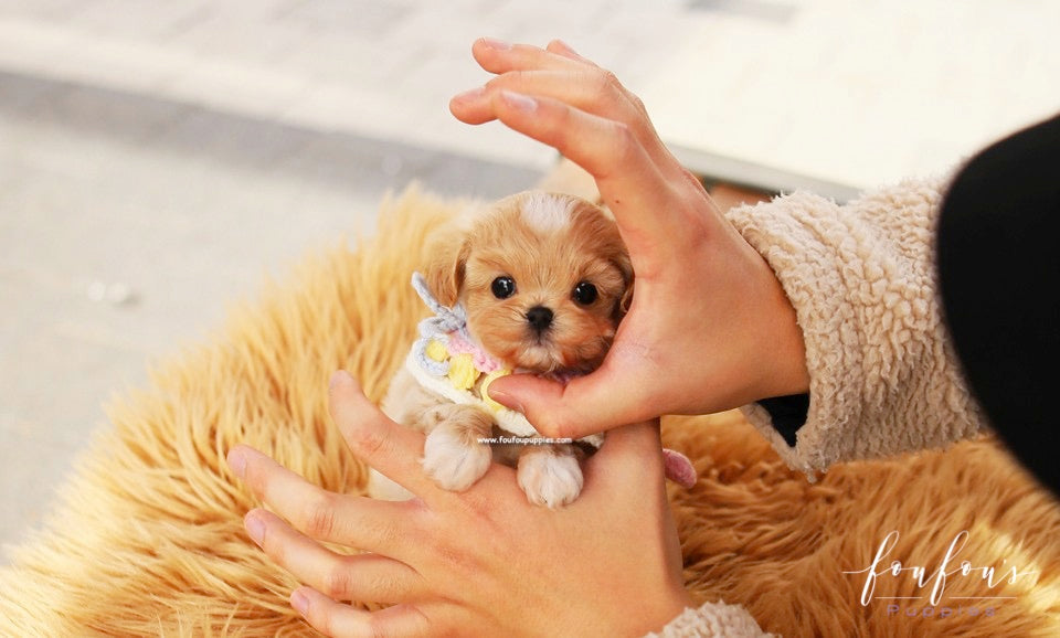 Biggie - Maltipoo M.
