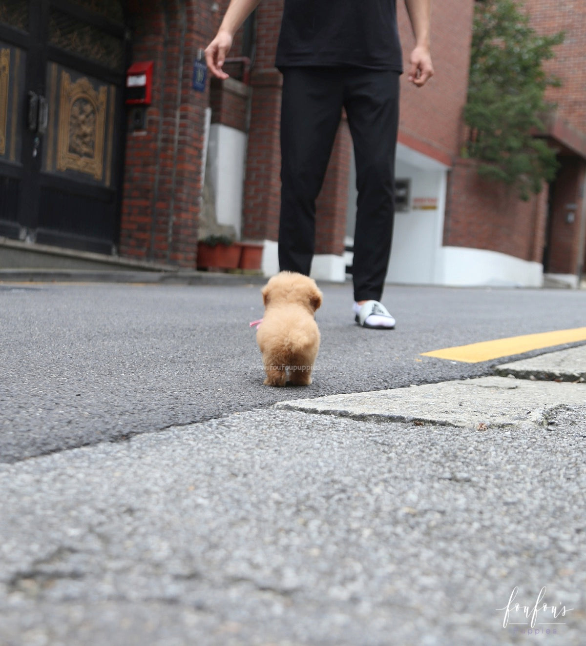 Kiwi - Maltipoo F.