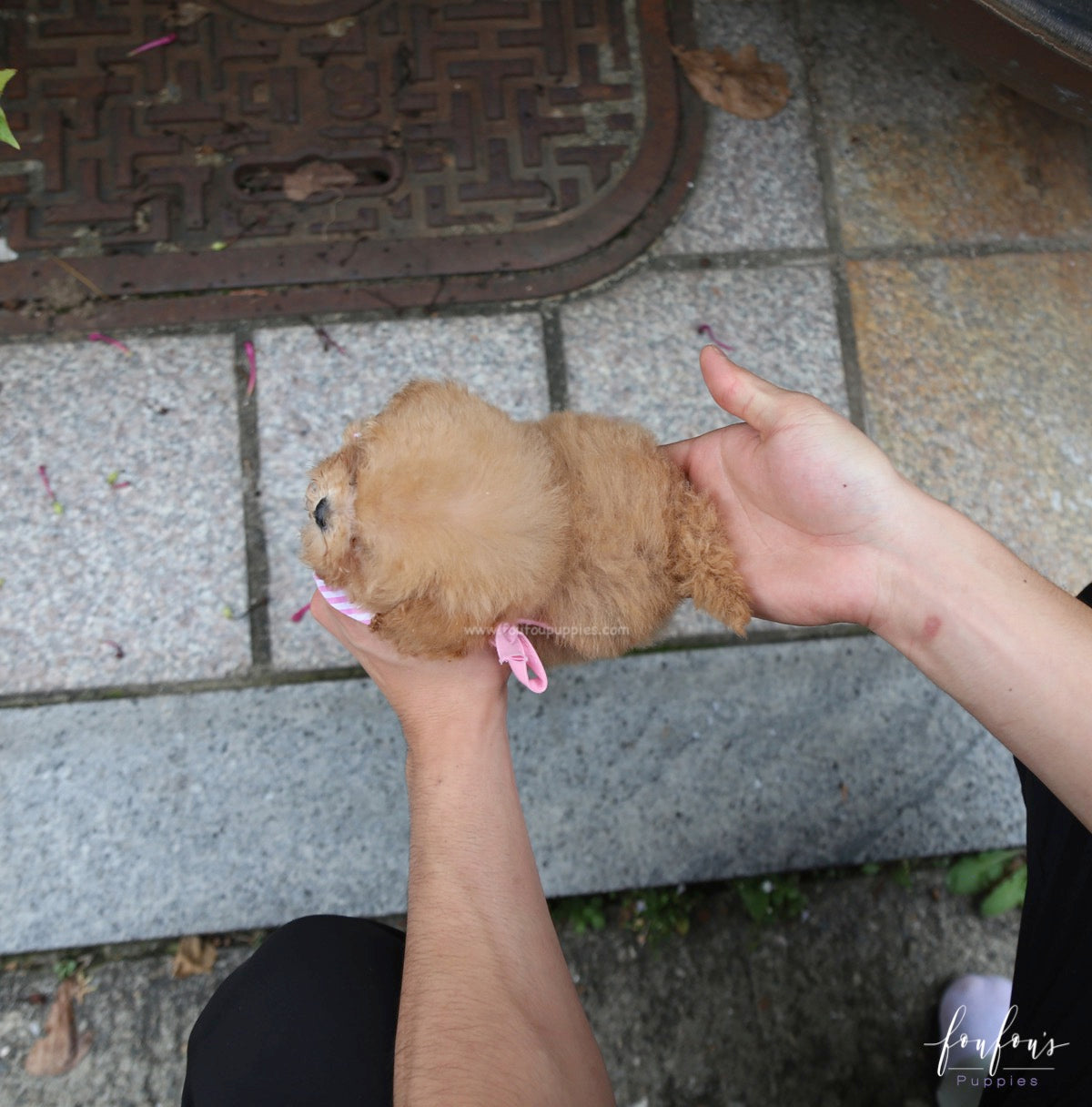 Kiwi - Maltipoo F.