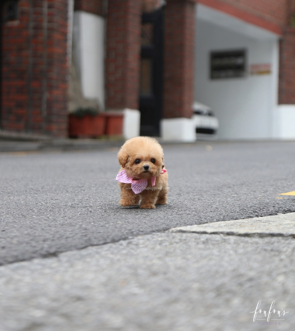 Kiwi - Maltipoo F.