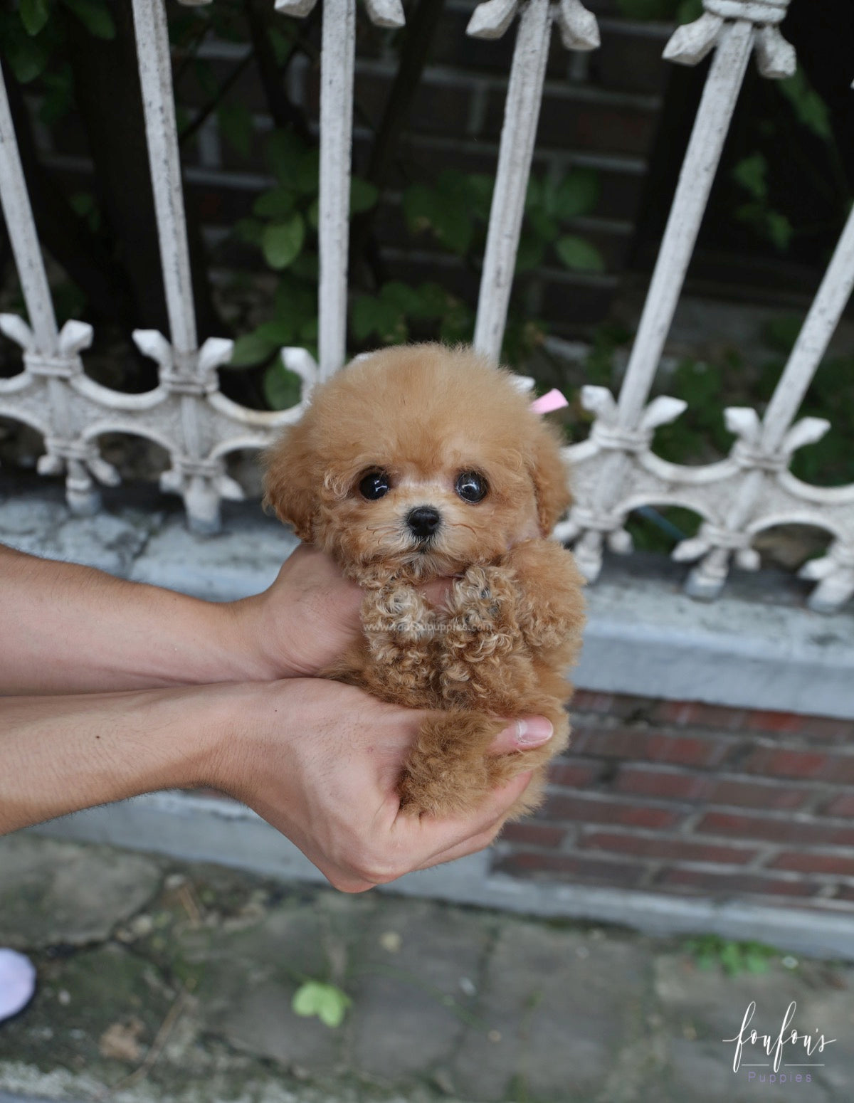 Kiwi - Maltipoo F.