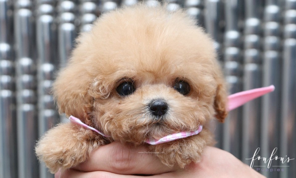 Kiwi - Maltipoo F.
