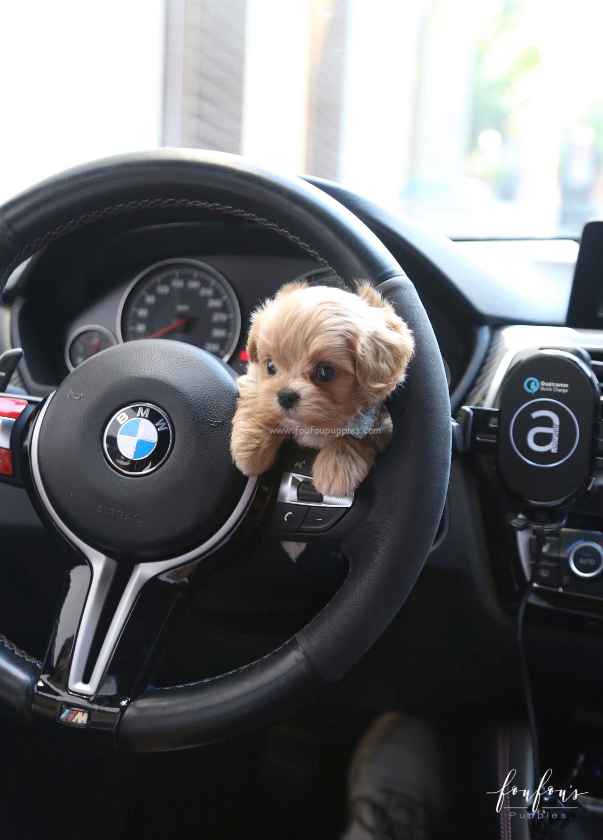 Ralph - Maltipoo M.