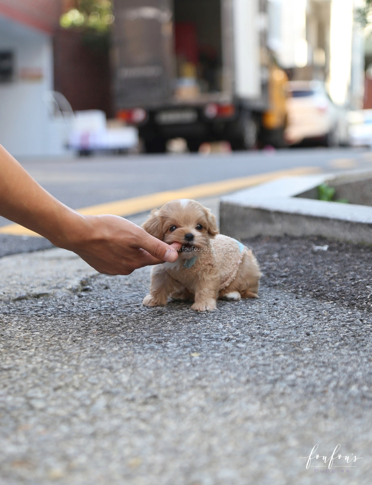 Ralph - Maltipoo M.