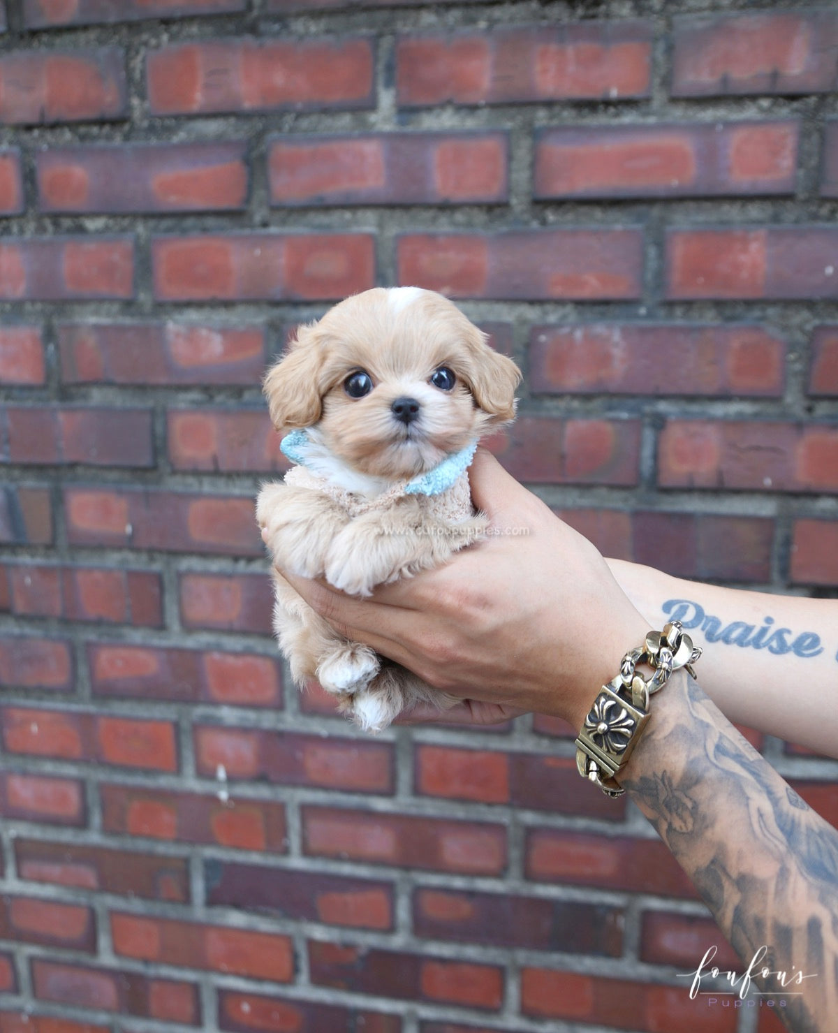 Ralph - Maltipoo M.