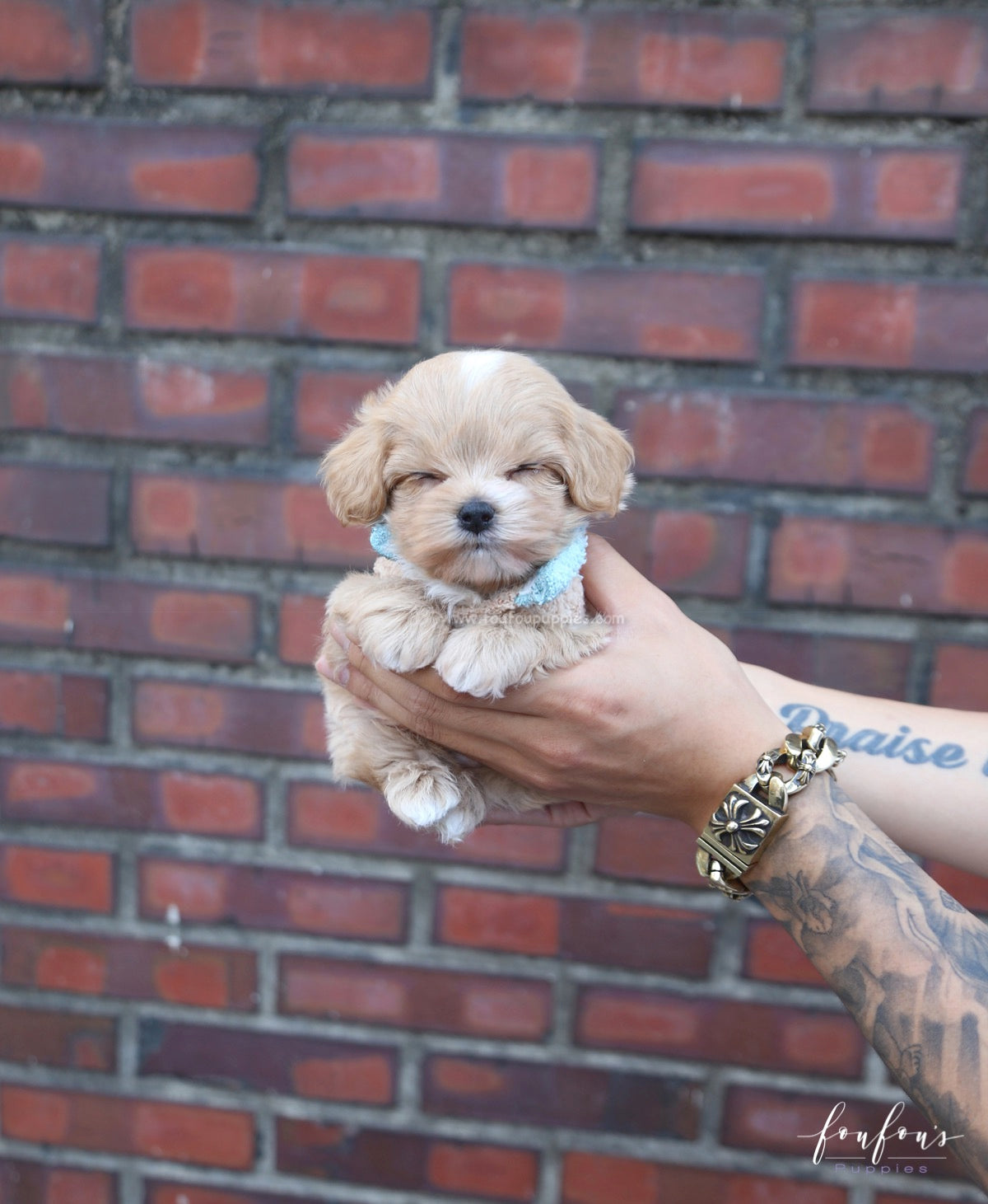 Ralph - Maltipoo M.