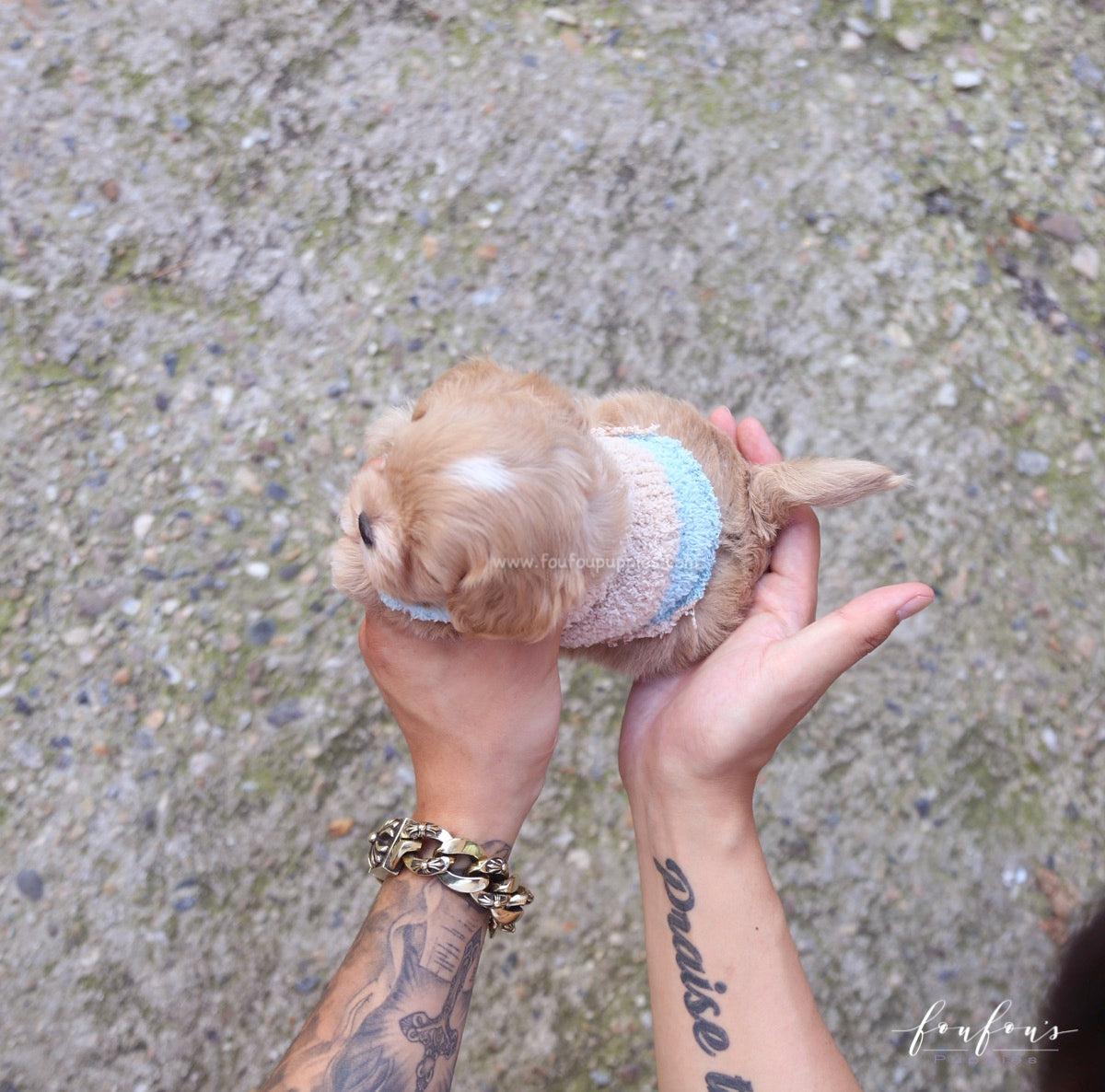 Ralph - Maltipoo M.