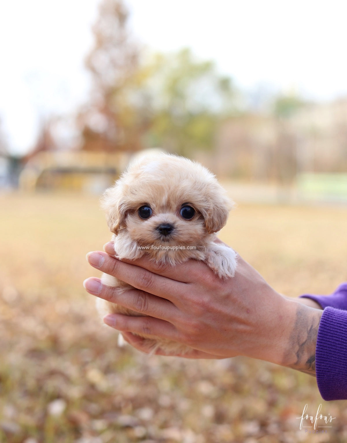 Eden - Maltipoo F.