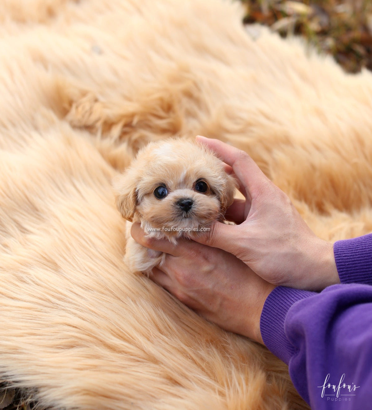 Eden - Maltipoo F.