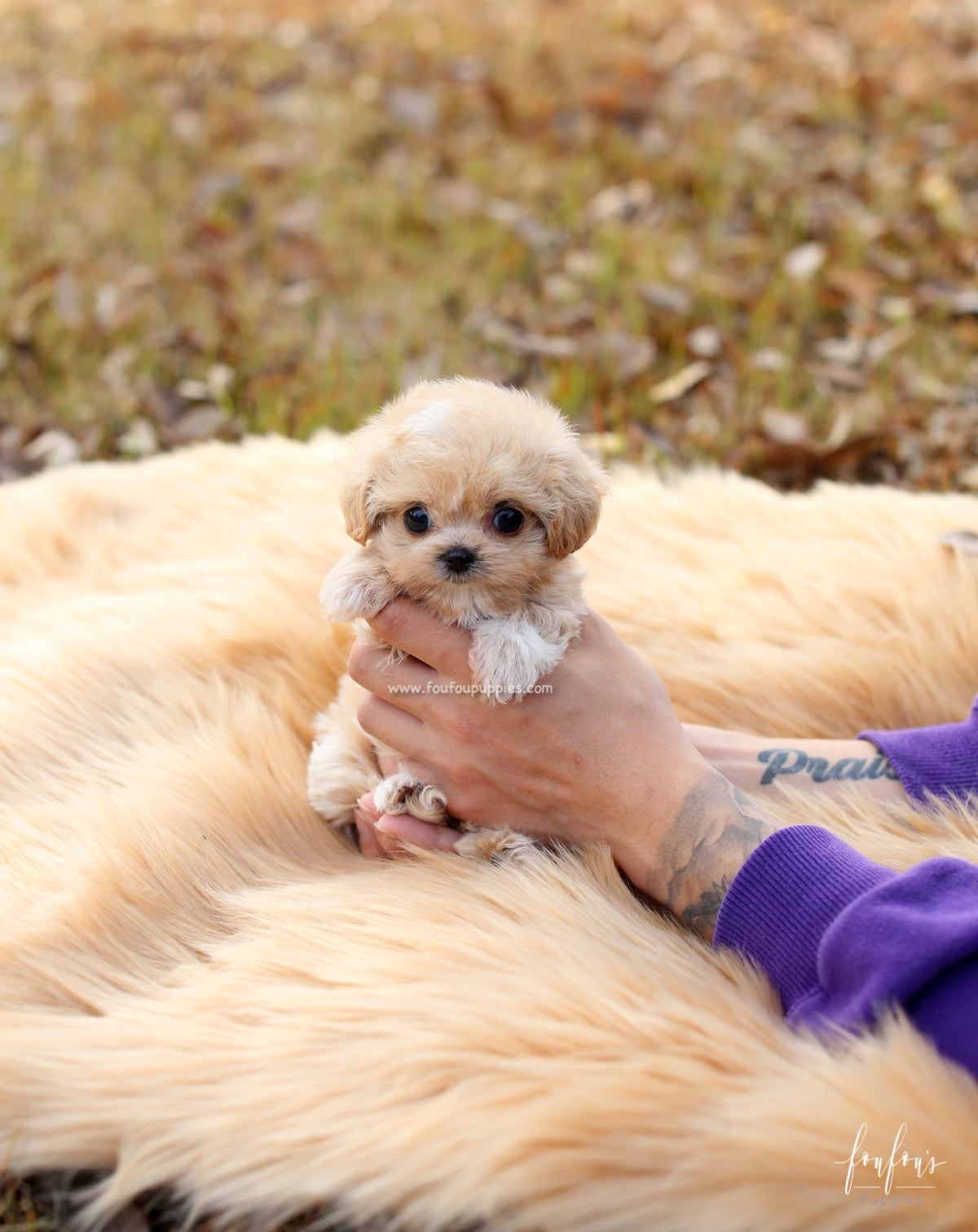 Eden - Maltipoo F.