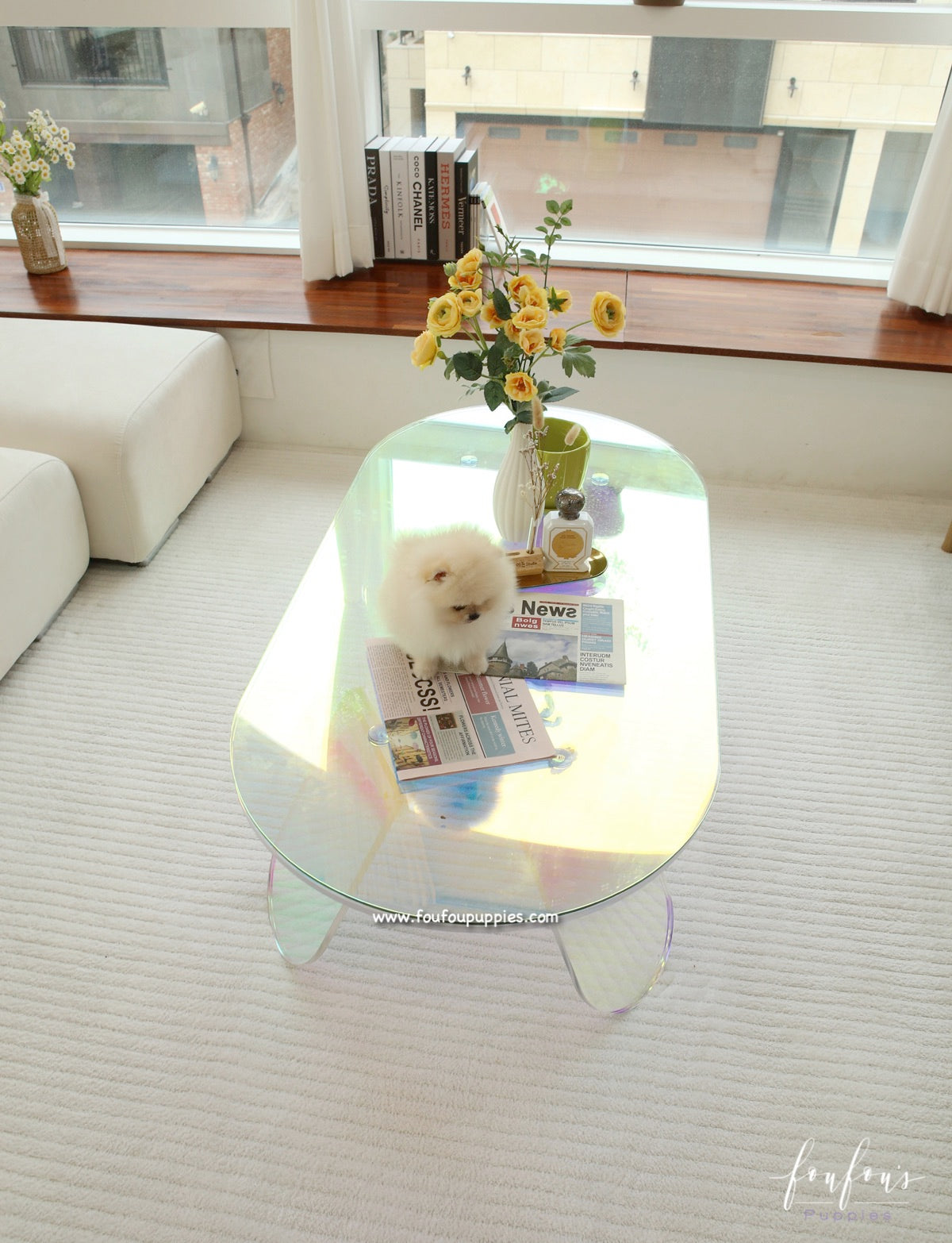 Miele - Pomeranian F.