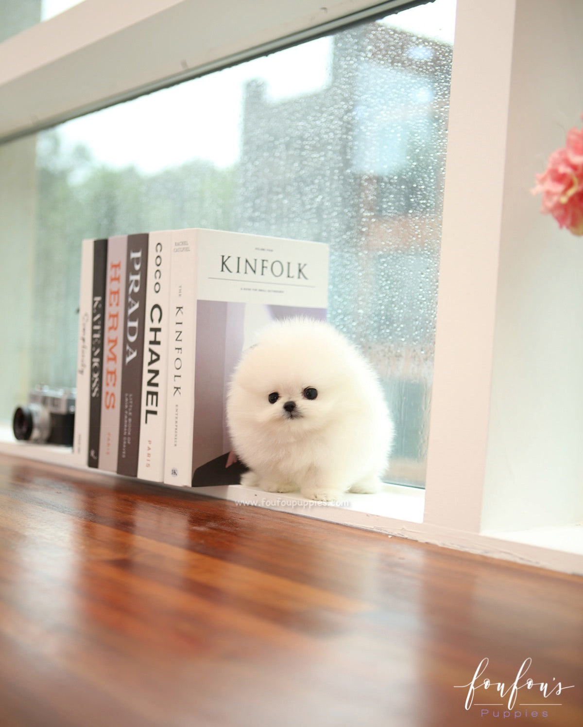 Milk - Pomeranian M.