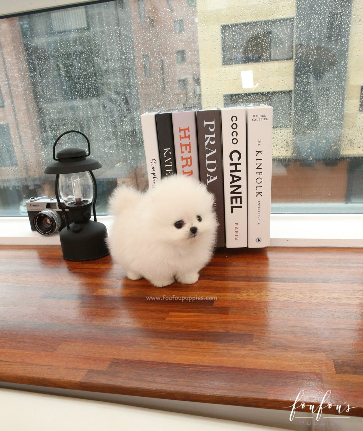 Milk - Pomeranian M.