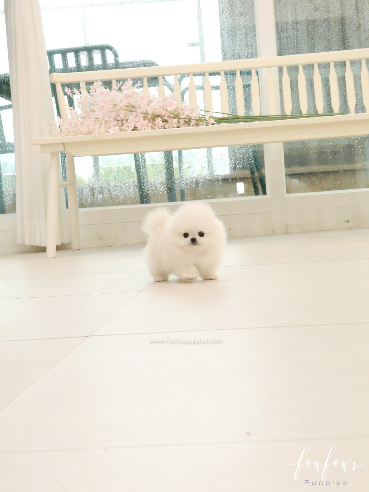 Milk - Pomeranian M.