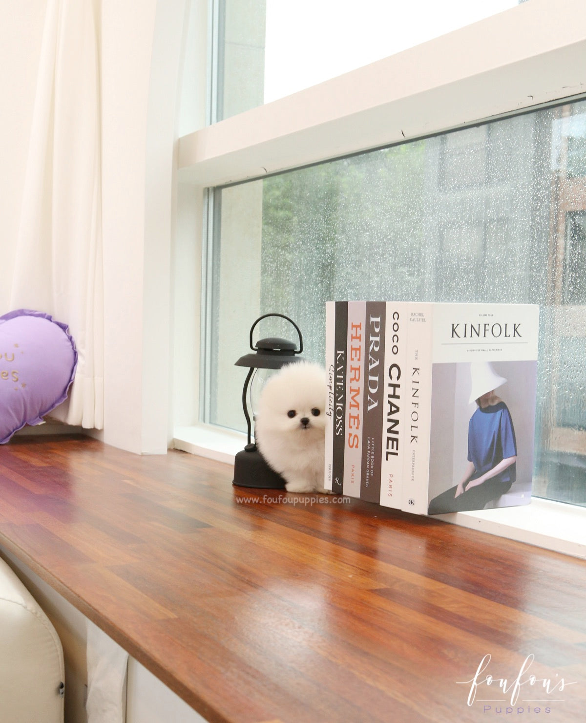 Milk - Pomeranian M.