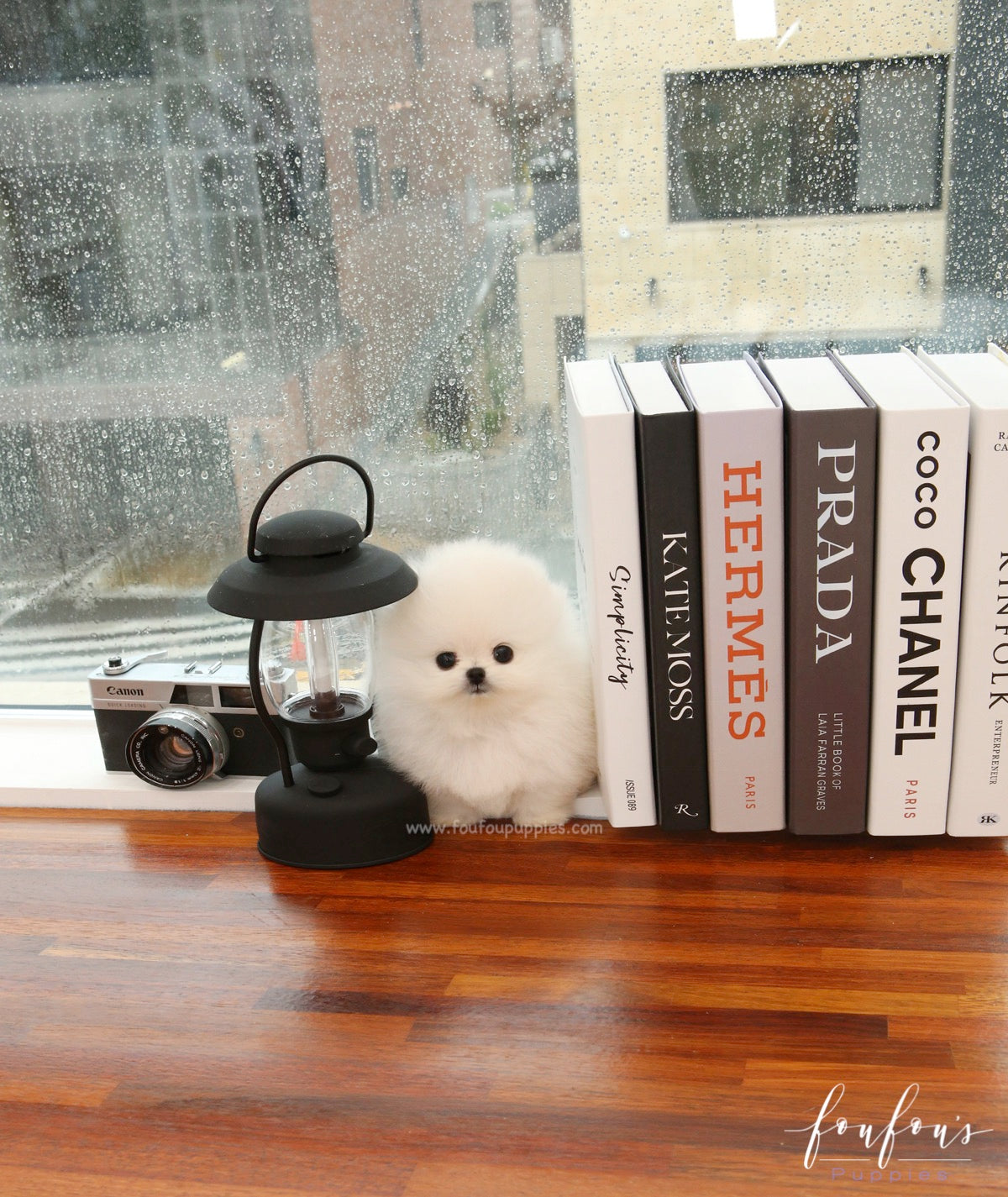 Milk - Pomeranian M.